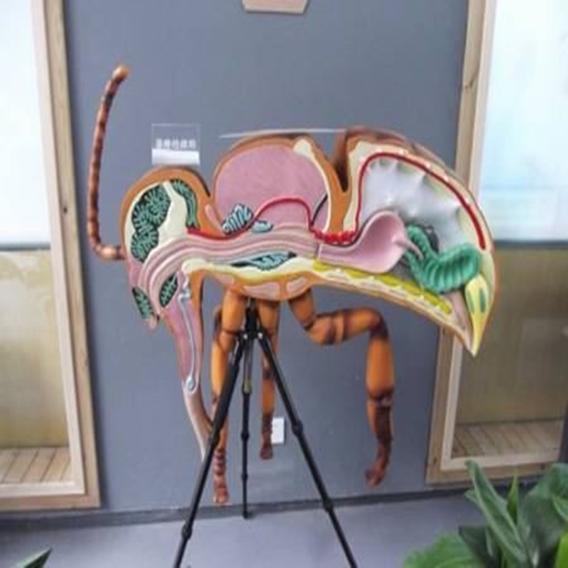蜜蜂解剖模型(Bee dissection model)